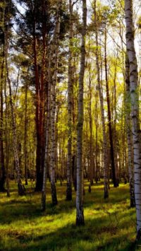 Birch Forest Wallpaper Iphone