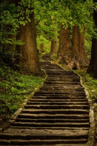 Forest Stairs Wallpaper