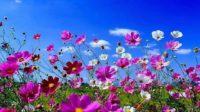 Spring Flowers Wallpaper