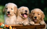 Baby Puppies Hd Wallpaper