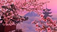 Best Cherry Blossom Wallpaper