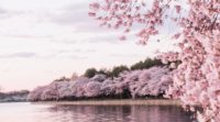 Cherry Blossom 4K Wallpaper