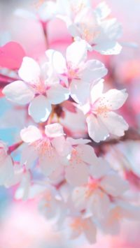 Cherry Blossom Cute Wallpaper