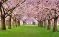 Cherry Blossom Field Wallpaper