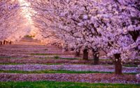 Cherry Blossom Hd Wallpaper