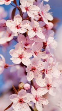 Cherry Blossom Iphone Wallpaper