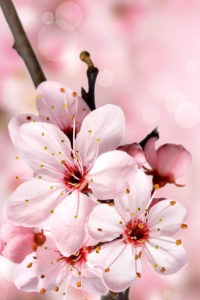 Cherry Blossom Meizu Wallpaper