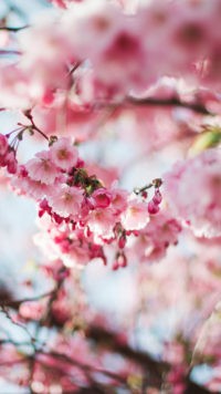 Cherry Blossom Pink Wallpaper