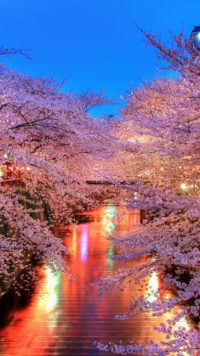 Cherry Blossom View Wallpaper