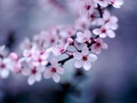 Cherry Blossom Wallpaper 2