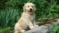 Golden Retriever Wallpaper