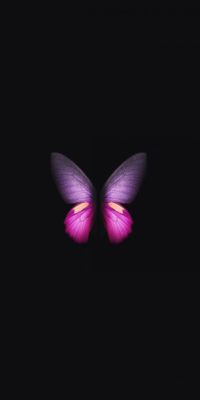 Live Butterfly Background