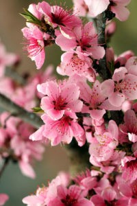 Pink Cherry Blossom Wallpaper