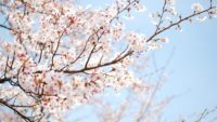 Wide Screen Cherry Blossom Wallpaper