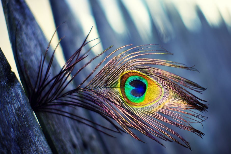 Best Peacock Feather Wallpaper - KoLPaPer - Awesome Free HD Wallpapers