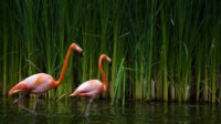 Flamingo Background