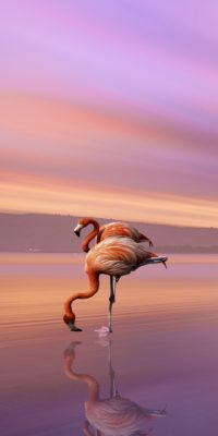 Iphone Flamingo Wallpaper