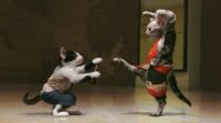 Karate Cats Wallpaper