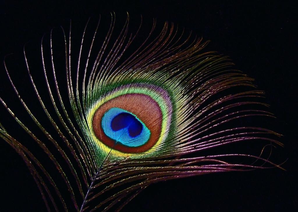 Peacock Feather Wallpapers Hd : Download high definition quality