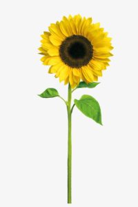 Alone Sunflower Wallpaper