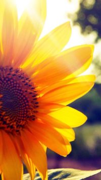 Beautiful Sunflower Wallpaper