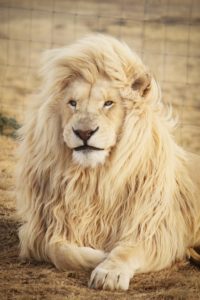 Best Lion Wallpapers