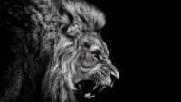 HD Lion Wallpaper