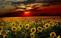 HD Sunflower Wallpapers