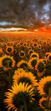 Iphone Sunflower Background