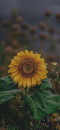 Iphone Sunflower Wallpaper 3