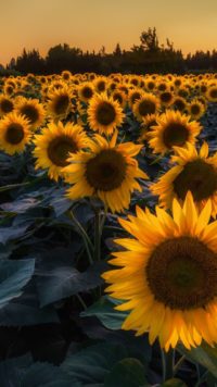 Iphone Sunflower Wallpapers