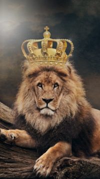 King Lion Wallpaper