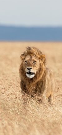 Lion Android Wallpapers