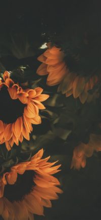 Pastel Sunflower Wallpaper