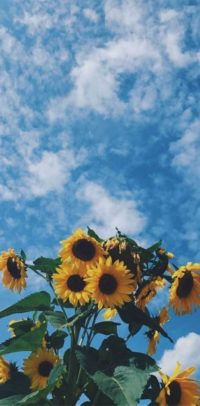 Sunflower Lockscreen