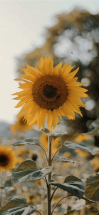 Sunflower Phone Wallpapers