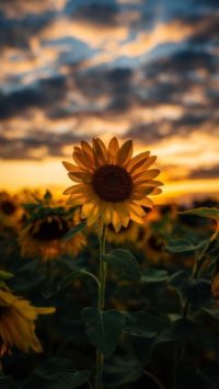 Sunflower Wallpaper