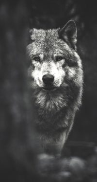 Wolf Iphone Backgrounds