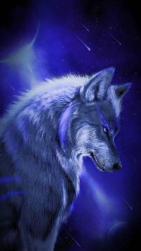 Wolf Night Wallpaper