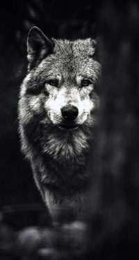 Wolf Wallpaper Iphone