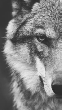 Wolf Wallpaper for Android