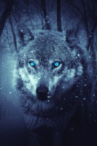 Wolf Wallpapers for Iphone