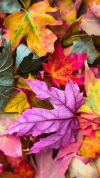 Aesthetic Leaves Wallpaper