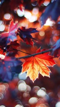 Aesthetic Leaves Wallpapers