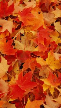 Autumn Leaves Wallpaper