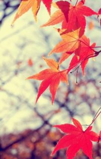 Autumn Wallpapers 4