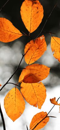 Autumn Wallpapers Android