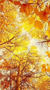 Autumn Yellow Wallpaper