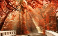 Fall Autumn Wallpaper