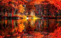 Fall Leaves Wallpaper